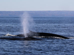 Minke whale back