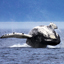 Humpback whale jumping on the back