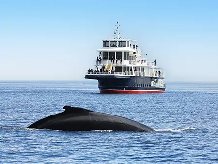 Une grande baleine émerge à la surface de l'océan, près d'un ferry de passagers avec des personnes sur plusieurs ponts. Le ciel est clair et bleu, et l'eau scintille sous la lumière du soleil.