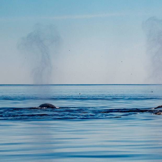 Expulsion de respiration des baleines