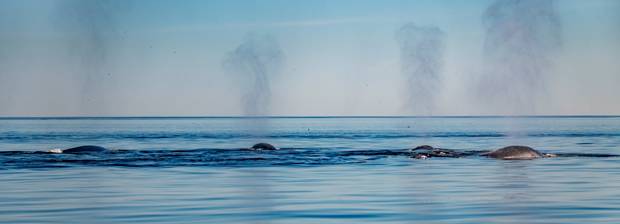  Whale breathing expulsion