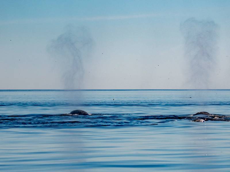  Whale breathing expulsion