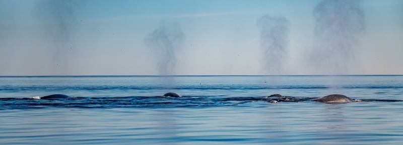 Expulsion de respiration des baleines