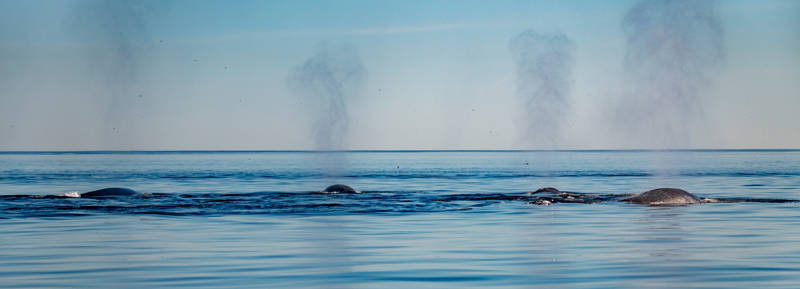  Whale breathing expulsion