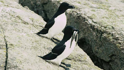 Razorbills