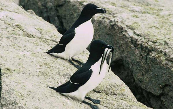 Razorbills