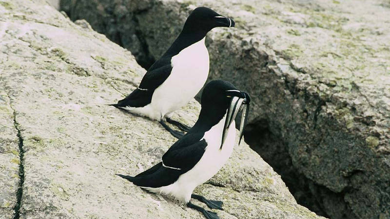Razorbills