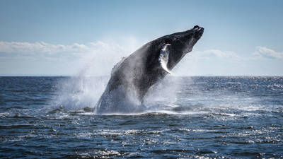 A majestic humpback whale breaches out of the water, creating a large splash under a bright blue sky. The ocean glistens in the sunlight, enhancing the dramatic nature of this scene.