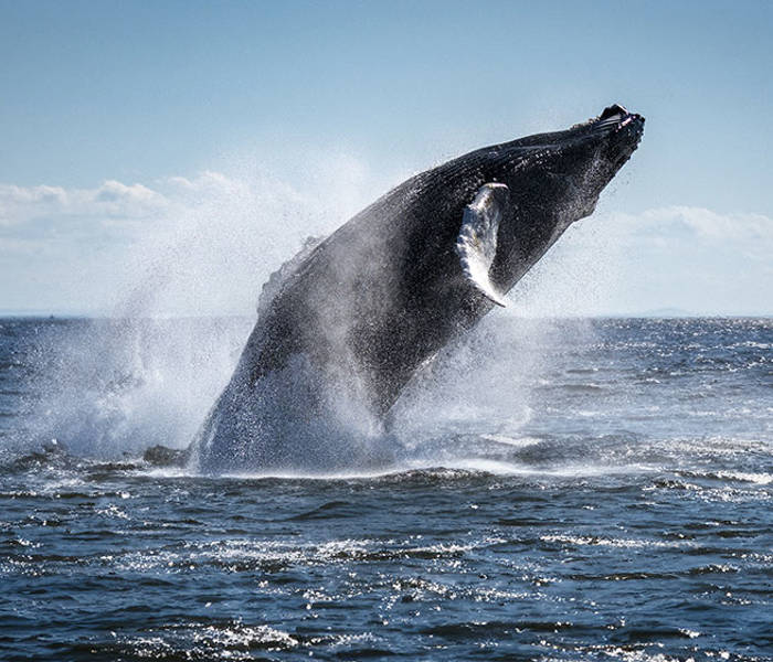 A majestic humpback whale breaches out of the water, creating a large splash under a bright blue sky. The ocean glistens in the sunlight, enhancing the dramatic nature of this scene.