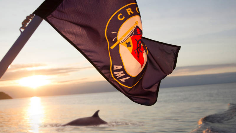 Whale at sunset