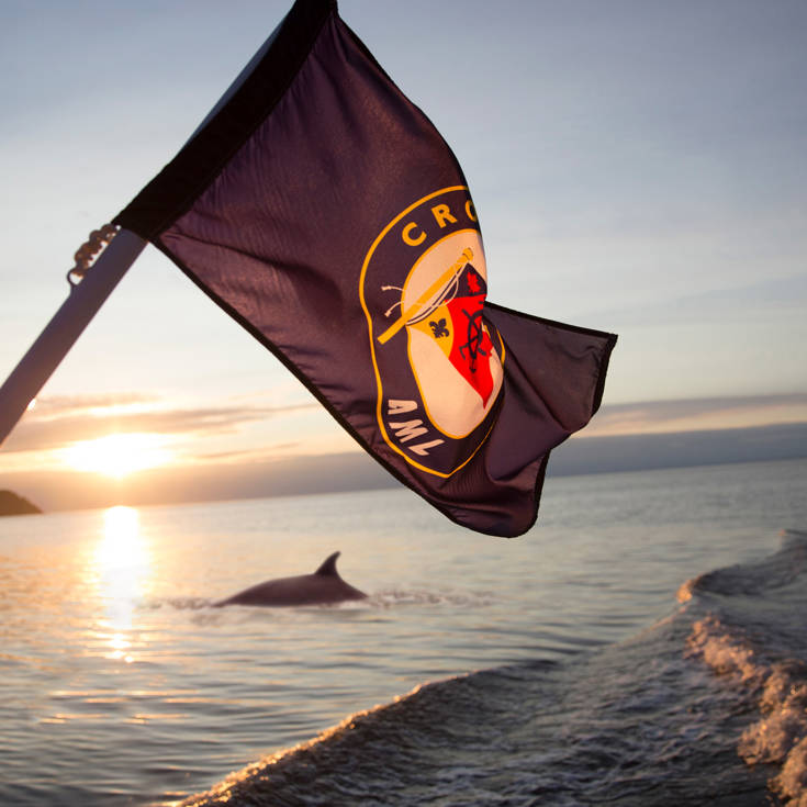 Whale at sunset