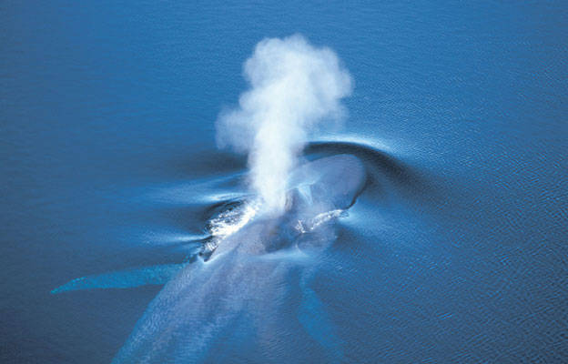 Baleine bleue
