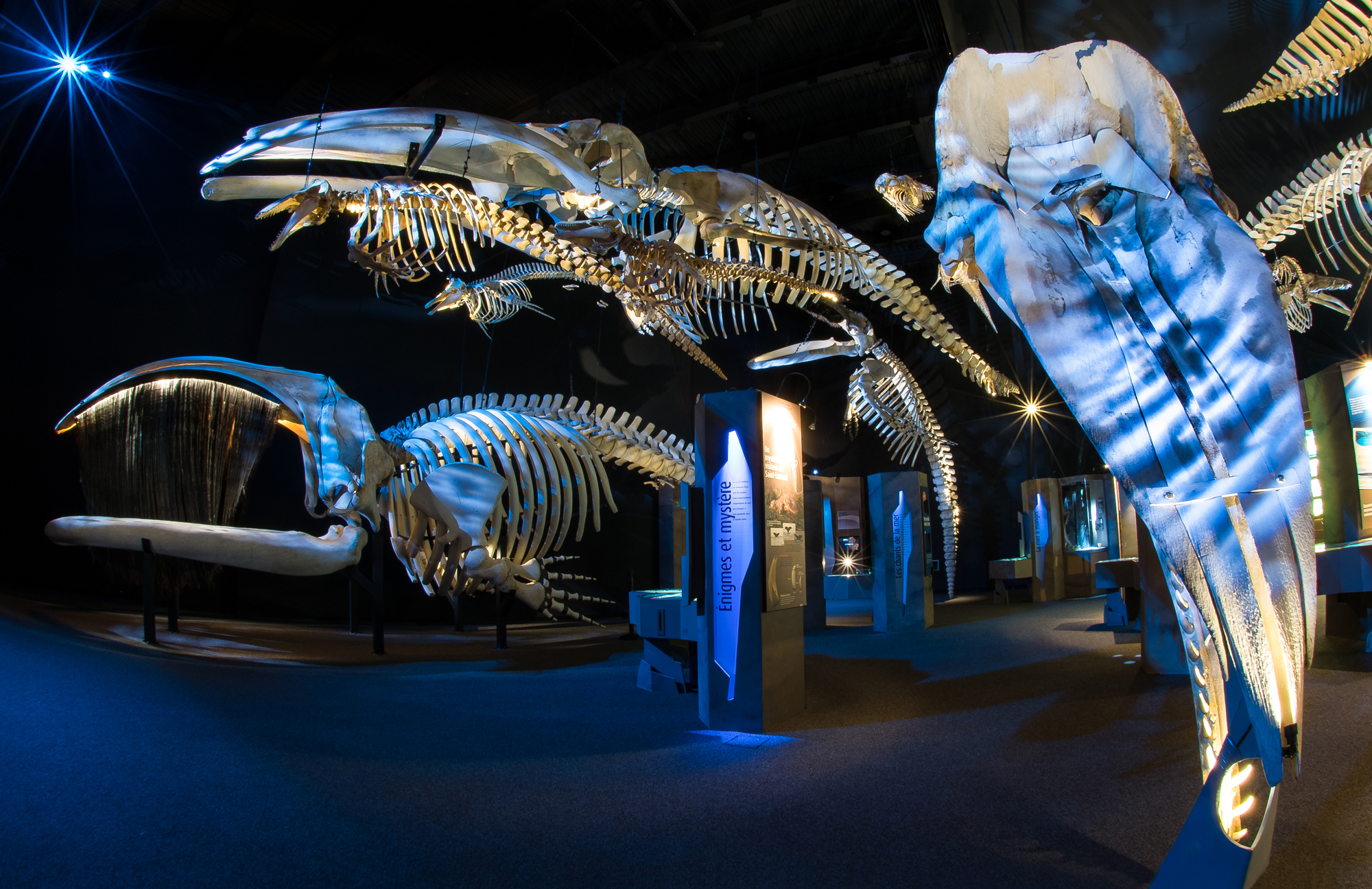 Centre interprétation mammifères marins