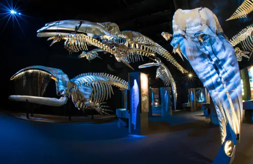 Marine Mammal Interpretation Centre