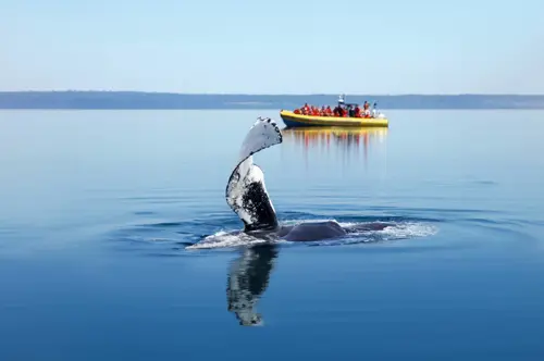 good-zodiac-baleine-eau-calme-retouche.jpg