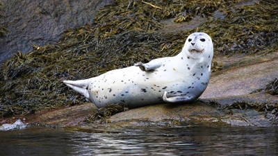 A seal rests on a rock covered with seaweed near the water, its white body speckled with black in a relaxed pose. The background features a mix of rocks and marine vegetation.