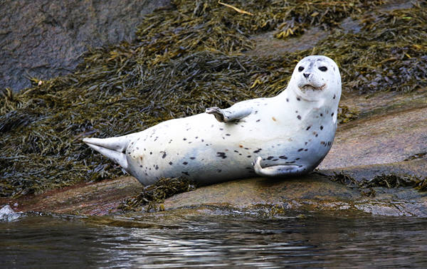 A seal rests on a rock covered with seaweed near the water, its white body speckled with black in a relaxed pose. The background features a mix of rocks and marine vegetation.