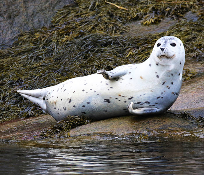 A seal rests on a rock covered with seaweed near the water, its white body speckled with black in a relaxed pose. The background features a mix of rocks and marine vegetation.
