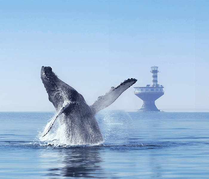 Une baleine émerge de la surface de l'océan, son corps partiellement hors de l'eau. En arrière-plan, un phare s'élève sur la mer, sous un ciel bleu clair.