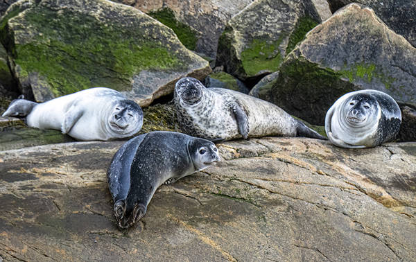 Four seals resting on large, moss-covered rocks. The seals vary in color from light gray to darker, mottled patterns. They appear relaxed, with some looking toward the camera. The rocky background provides a natural, coastal setting.