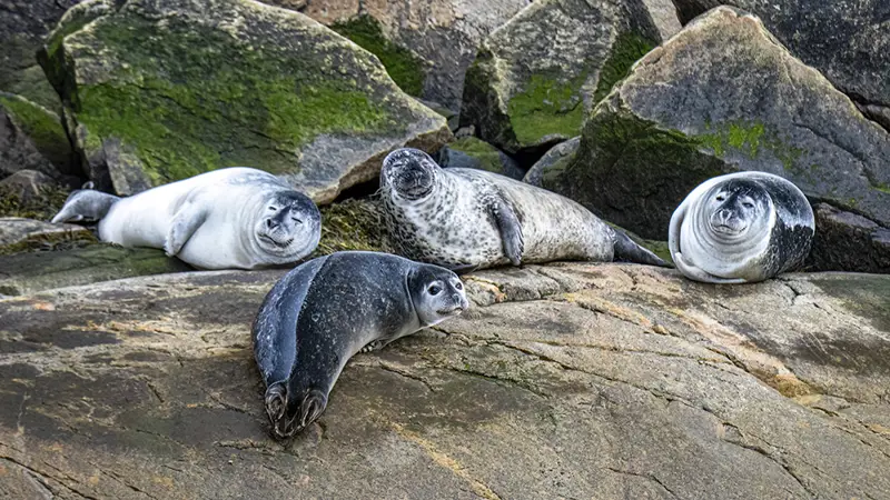 Four seals resting on large, moss-covered rocks. The seals vary in color from light gray to darker, mottled patterns. They appear relaxed, with some looking toward the camera. The rocky background provides a natural, coastal setting.