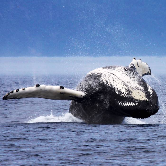 Baleine qui saute de dos