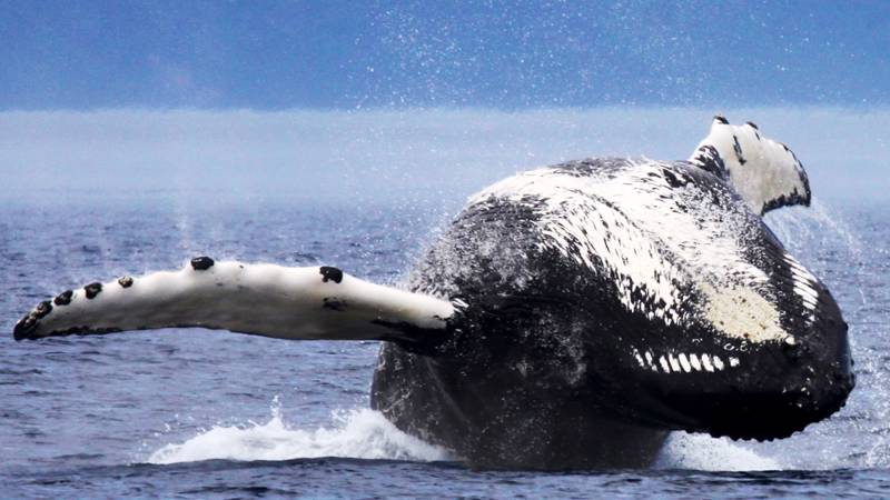 Baleine qui saute de dos