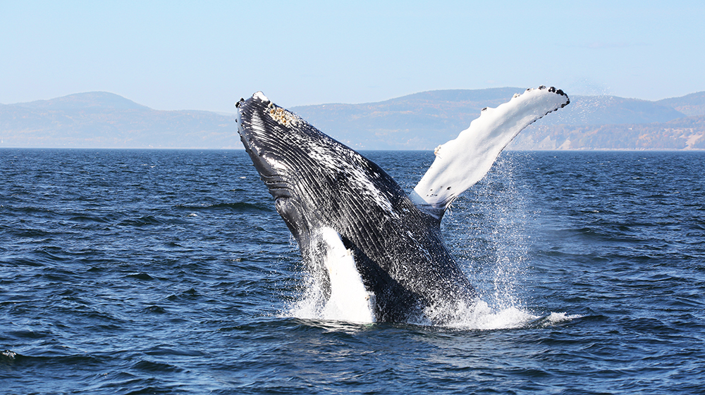 Une baleine à bosse surgit de l'océan, dévoilant son immense corps et ses nageoires pectorales blanches sur un fond de montagnes lointaines et d'un ciel bleu clair.