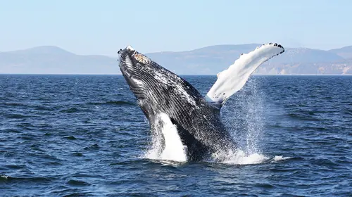 Baleine