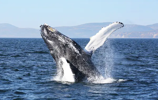 A humpback whale breaches out of the ocean, displaying its massive body and white pectoral fins against a backdrop of distant mountains and a clear blue sky.