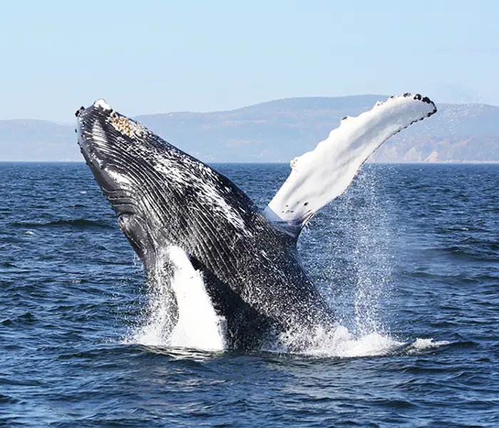 Une baleine à bosse surgit de l'océan, dévoilant son immense corps et ses nageoires pectorales blanches sur un fond de montagnes lointaines et d'un ciel bleu clair.