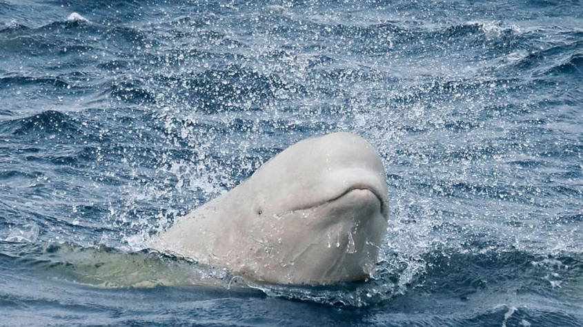 Immerse Yourself in the World of Belugas | AML Cruises