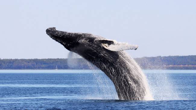  Humpback whale jumping