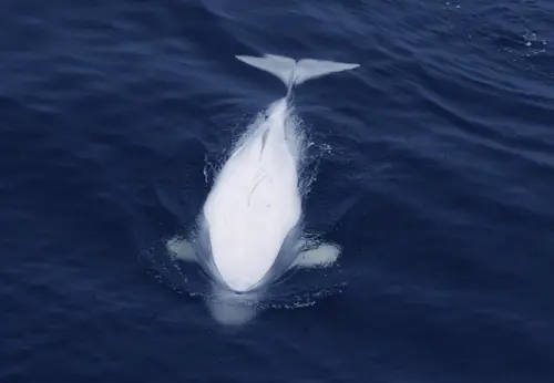 beluga-st-laurent-2-rp 2.jpg