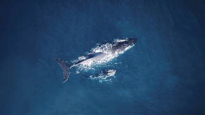 Aerial view of a large whale swimming in deep blue ocean water, slightly beneath the surface. White patches of water foam surround the whale. The image captures the motion and serenity of marine life.