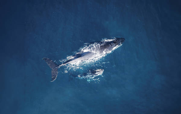 Aerial view of a large whale swimming in deep blue ocean water, slightly beneath the surface. White patches of water foam surround the whale. The image captures the motion and serenity of marine life.