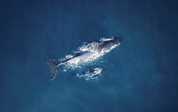 Aerial view of a large whale swimming in deep blue ocean water, slightly beneath the surface. White patches of water foam surround the whale. The image captures the motion and serenity of marine life.