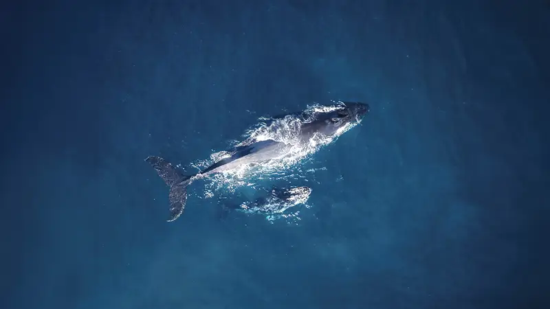Vue aérienne d'une grande baleine nageant dans les eaux profondes de l'océan bleu, légèrement sous la surface. Des éclats de mousse blanche entourent la baleine. L'image reflète à la fois le mouvement et la sérénité de la vie marine.