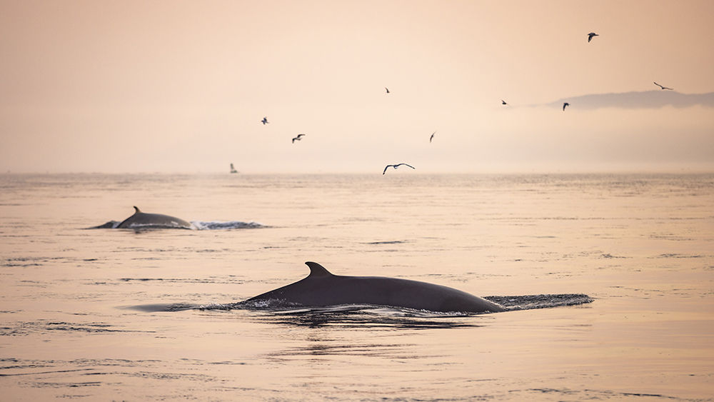 Des baleines remontent à la surface d’un océan paisible au coucher du soleil, sous un ciel aux teintes rosées et orangées. Des oiseaux volent au-dessus de l’eau, et une masse terrestre lointaine est faiblement visible sur le côté droit de l’image.
