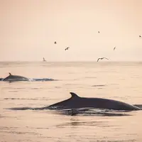 Des baleines remontent à la surface d’un océan paisible au coucher du soleil, sous un ciel aux teintes rosées et orangées. Des oiseaux volent au-dessus de l’eau, et une masse terrestre lointaine est faiblement visible sur le côté droit de l’image.