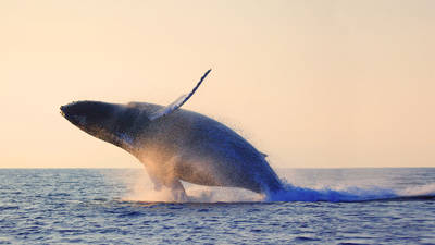 A large whale breaches the ocean surface at sunset, creating a splash. The horizon is visible in the background, with the sky and water illuminated by warm, orange light.