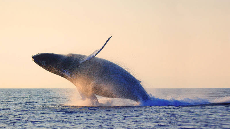 A large whale breaches the ocean surface at sunset, creating a splash. The horizon is visible in the background, with the sky and water illuminated by warm, orange light.