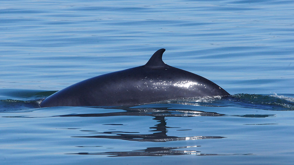 A whale swims at the surface of calm waters, with its dark back and dorsal fin clearly visible. The sunlight sparkles on the water under a clear sky.