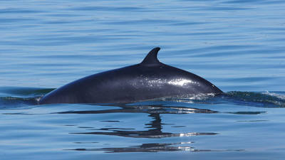 A whale swims at the surface of calm waters, with its dark back and dorsal fin clearly visible. The sunlight sparkles on the water under a clear sky.