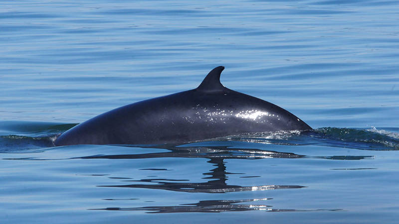 A whale swims at the surface of calm waters, with its dark back and dorsal fin clearly visible. The sunlight sparkles on the water under a clear sky.