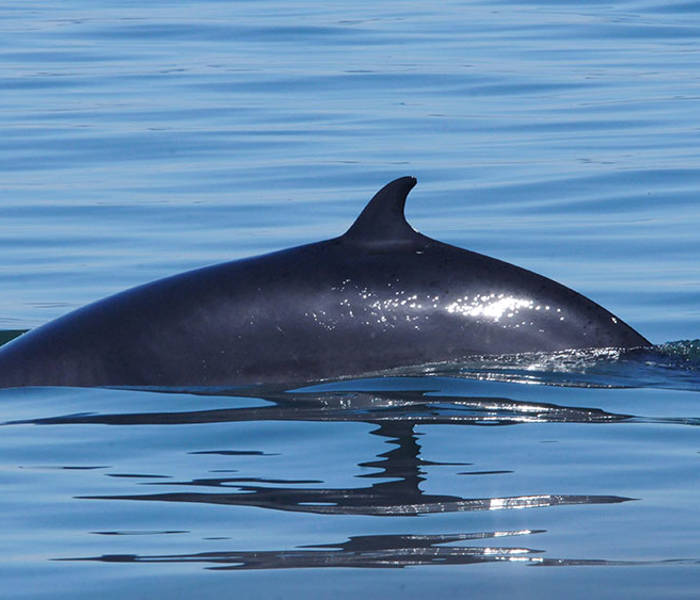 A whale swims at the surface of calm waters, with its dark back and dorsal fin clearly visible. The sunlight sparkles on the water under a clear sky.