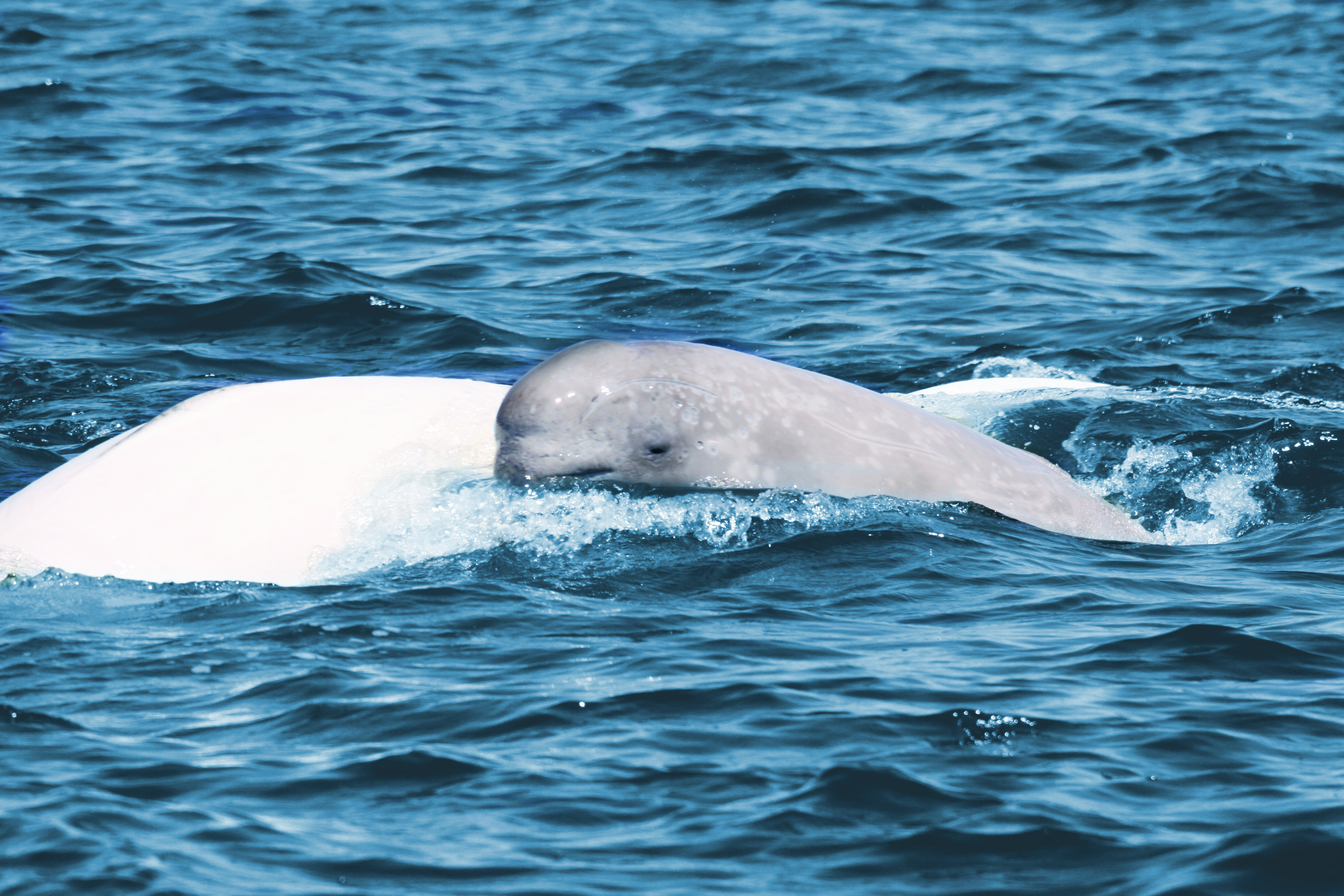 belugas-bebe-maman-st-laurent-2-cd.jpg