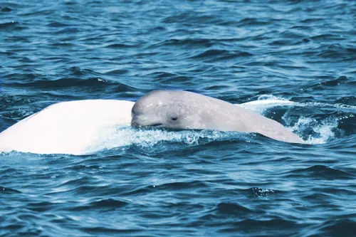 belugas-bebe-maman-st-laurent-2-cd.jpg