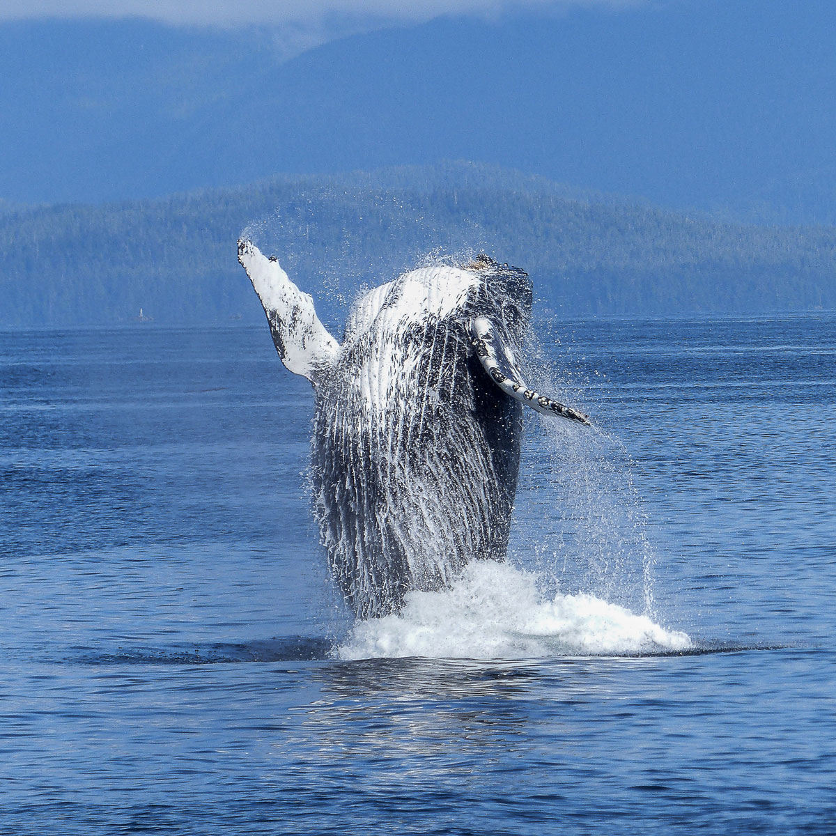Dauphin à flancs blancs de l'Atlantique - Baleines en direct