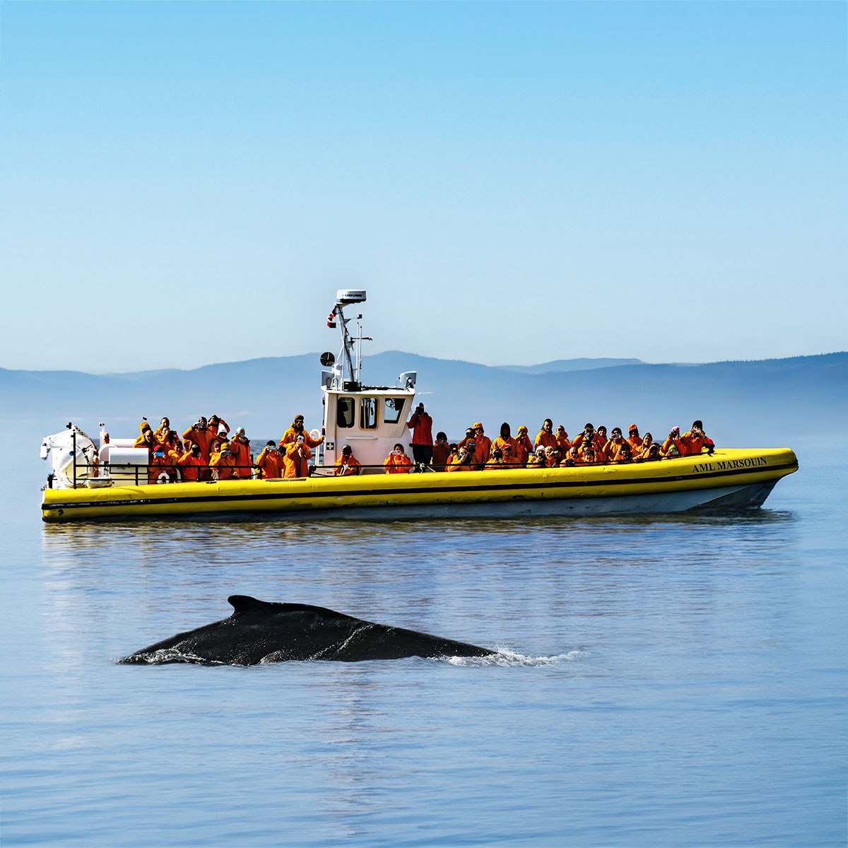 Zodiac Whale Watching 2.5-hour Expedition Tour in Charlevoix | AML